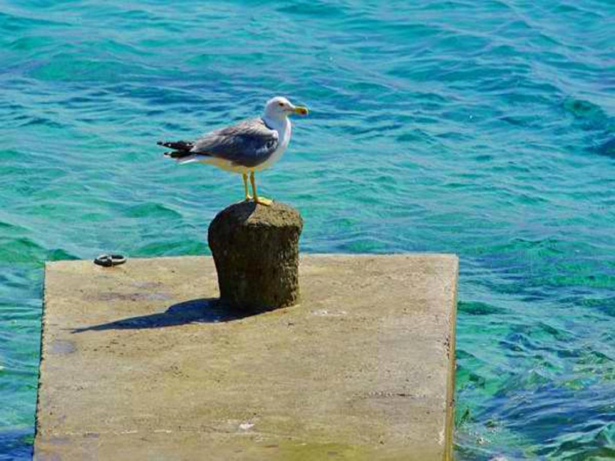 Villa Nova Vela Luka Esterno foto